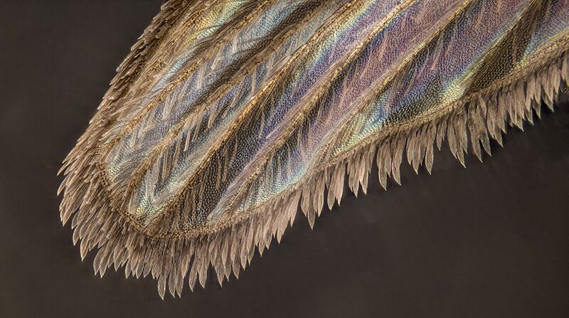 Mosquito wing detail