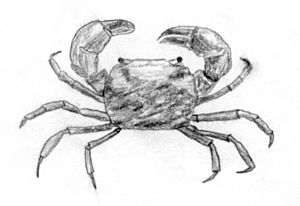 Archivo:Mud crab