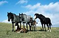 Nokota Horse Stud Band
