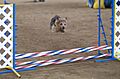 Norwich Terrier agility