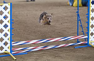 Archivo:Norwich Terrier agility
