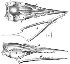 Archivo:Ornithocephalus Münsteri