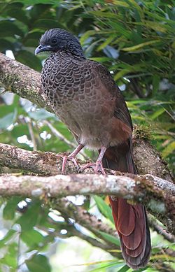 Ortalis columbiana Guacharaca colombiana Colombian Chachalaca (15517188011).jpg