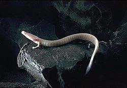 P anguinus2.jpg