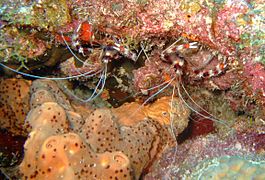 Pair of Shrimps on the Fathom