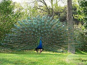 Archivo:Pavo Real