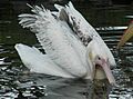 Pelecanus onocrotalus Amsterdam
