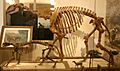 Phenacodus primaevus and Macrauchenia patachonica