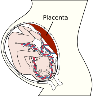 Archivo:Placenta
