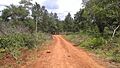 Puerto Mineral (Provincia de Misiones, Argentina) - Camino hacia el Río Paraná