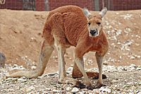 Archivo:Red kangaroo - melbourne zoo