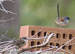 Archivo:Red winged wrens Boranup 1 email