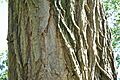 Robinia pseudacadia (Cortex)