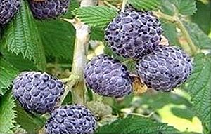 Archivo:Rubus leucodermis