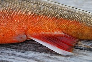 Archivo:Salvelinus alpinus (3)