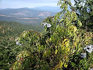 Archivo:Sambucus caerulea 8012