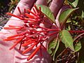 Starr 031108-2009 Hamelia patens