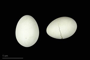 Archivo:Taeniopygia guttata castanotis MHNT.ZOO.2010.11.228.12