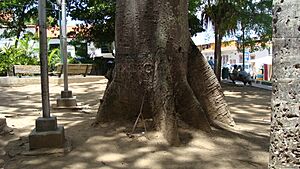 Archivo:Tronco de ceiba pentandra