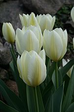Archivo:Tulipa 'Purissima'