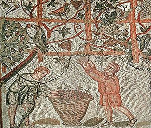 Archivo:Vendanges romaines à Cherchell