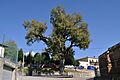 Vidrà - 2014-10-26 - JTCurses