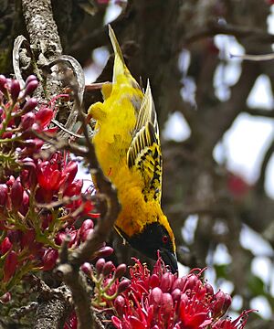 Archivo:Village Weaver (Ploceus cucullatus) male foraging in Weeping Boer Bean (Schotia brachypetala) flowers ... (32365178621)