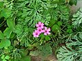Violet-oxalis01
