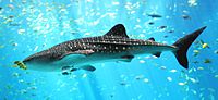 Archivo:Whale shark Georgia aquarium