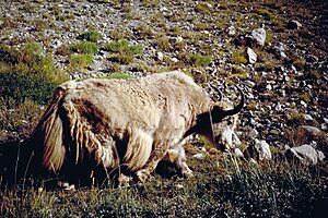 Archivo:White yack col