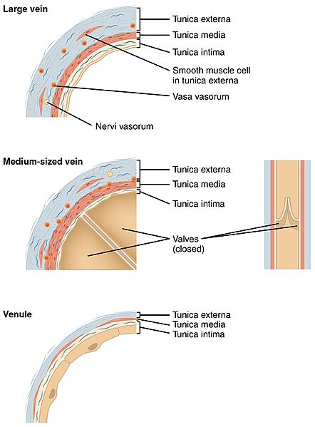 2106 Large Medium Vein Venule