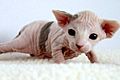 2 week-old Female Sphynx (Suki)