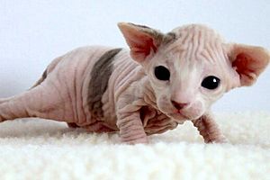 Archivo:2 week-old Female Sphynx (Suki)