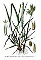 367 Phleum pratense L