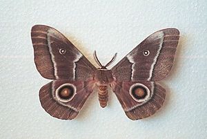 Archivo:Adult Emperor Moth