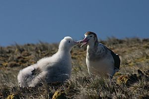 Archivo:Albatros d'amsterdam poussin