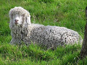 Angora goat arp