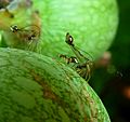 Apocrypta guineensis, volw-wyfie op F sur, Manie vd Schijff BT, d