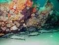 Atlantic cod under a shipwreck