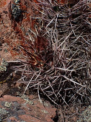 Archivo:Austrocactus philippii3