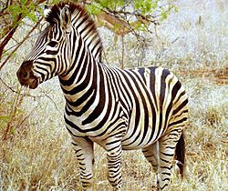 Beautiful Zebra in South Africa.JPG