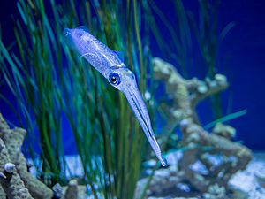 Bigfin reef squid (11760).jpg