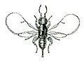 Blastophaga psenes