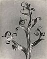 Blossfeldt-Delphinium, Rittersporn, vor 1926