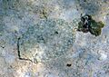 Bothus lunatus (peacock flounder) (San Salvador Island, Bahamas) 1 (15997364277)