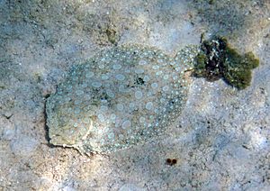 Archivo:Bothus lunatus (peacock flounder) (San Salvador Island, Bahamas) 1 (15997364277)