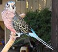 Bourkes Parrot (Neopsephotus bourkii)9