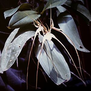 Archivo:Brassia caudata 