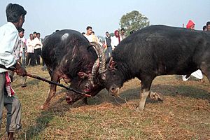 Archivo:Buffalo fight