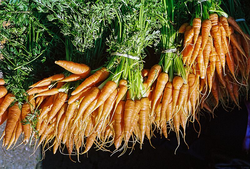 Bunches of carrots
